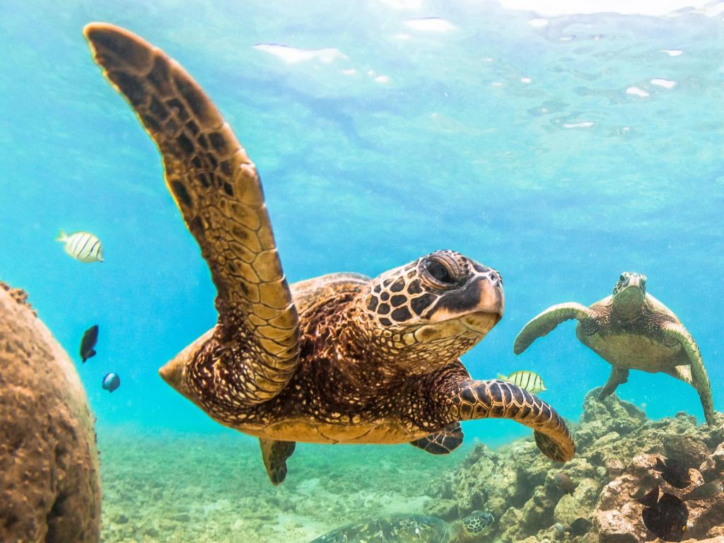 Close up shot of a Green Sea Turtle swimming underwater in Hawaii