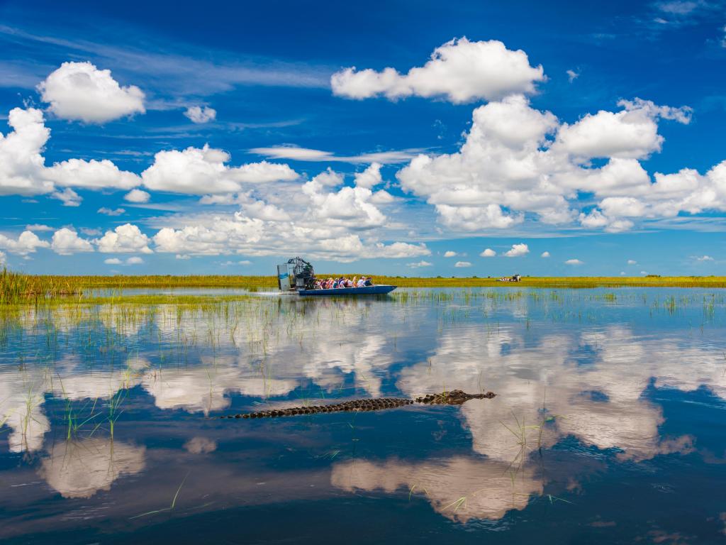 Blue skies are reflected in the still waters of the everglades while tourists take airboat rides to visit aligators in the wild
