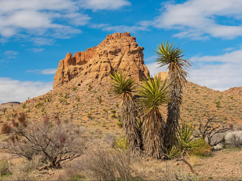 Desert Butte and Mojave Yucca on the Rings Loop Trail in Mojave National Preserve in California