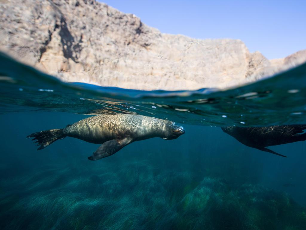 Sea lions at Anacapa Island, Channel Islands National Park.