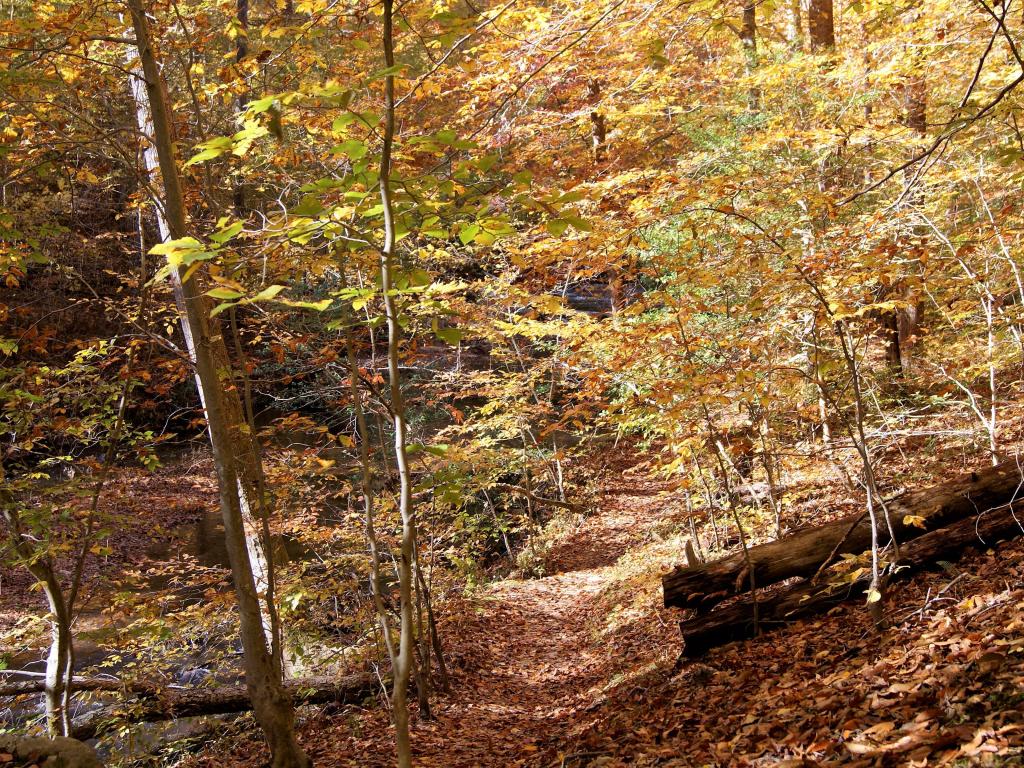 A path in the forest park in autumn, with orange foliage on the trees