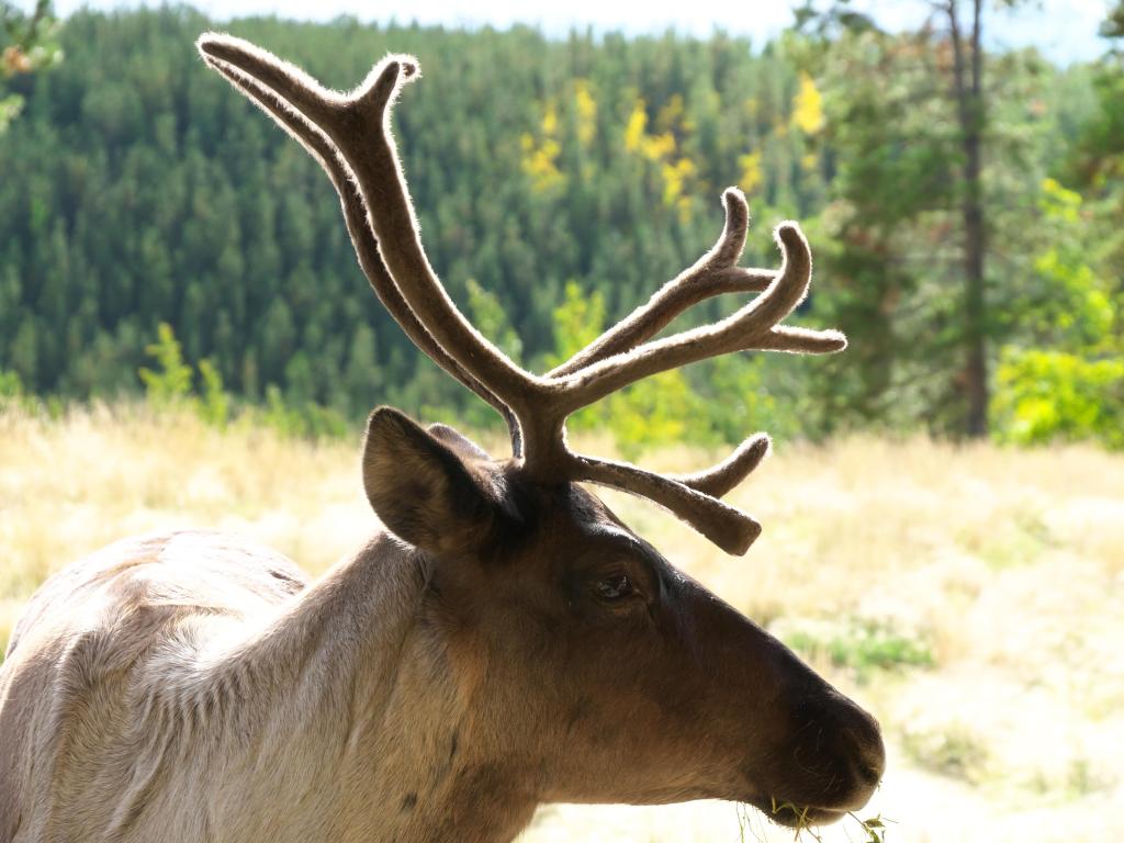 Whitehorse, Canada with Woodland Caribou at Yukon wildlife Preserve taken on a sunny day with a forest in the background.