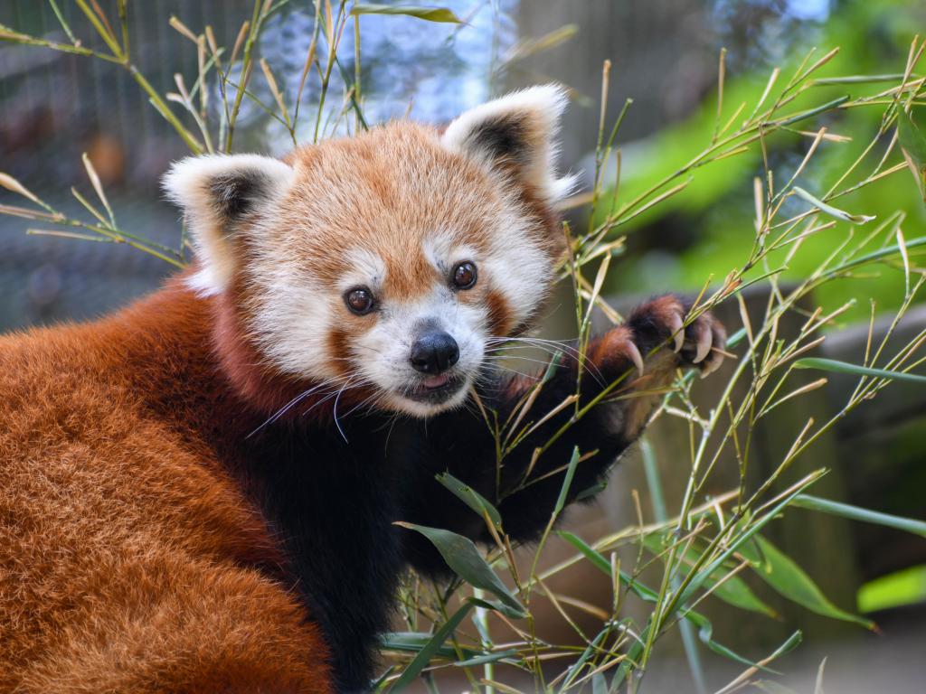 Red panda in the Knoxville Zoo in Tennessee