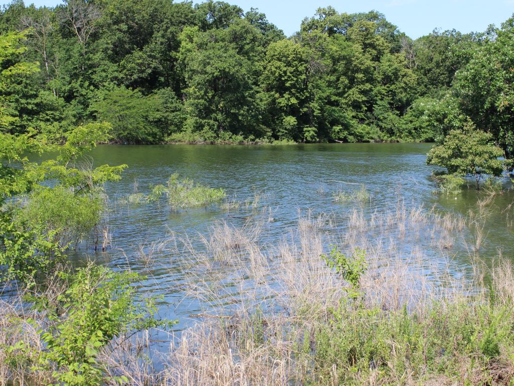 Lush vegetation around the water at Smithville Lake in Missouri