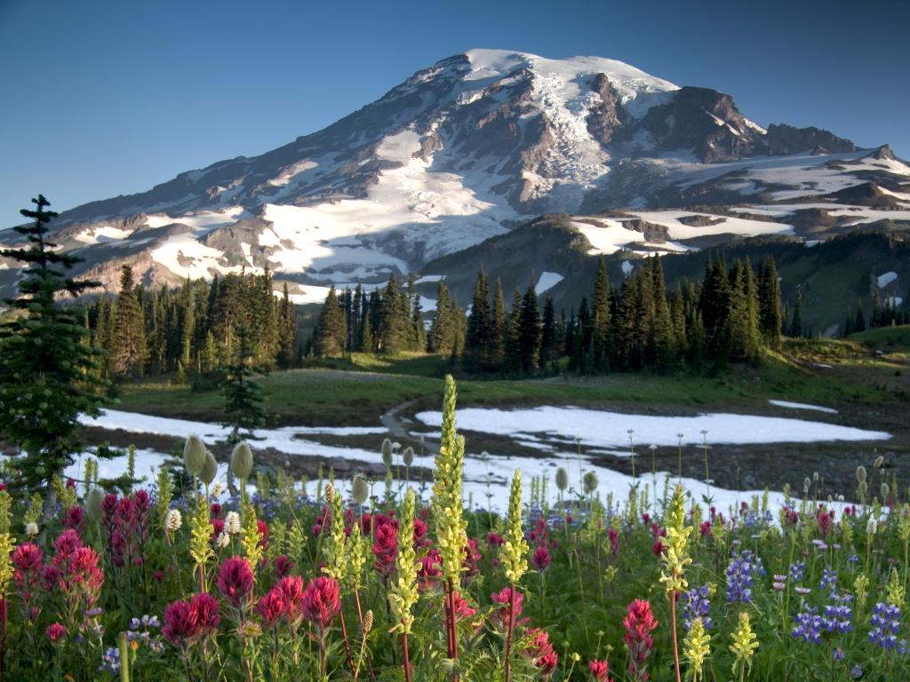 Summer Wildflowers on Mazama Ridge in Mt. Rainier National Park