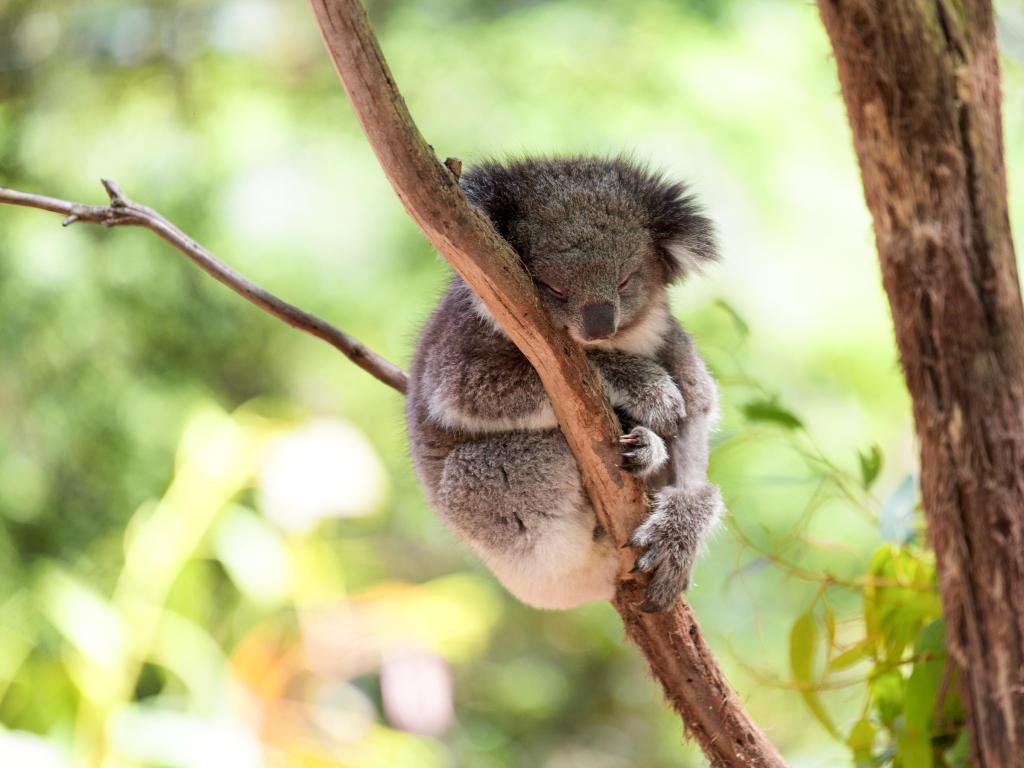 Sleeping koala curled around branch on eucalyptus tree in sunlight
