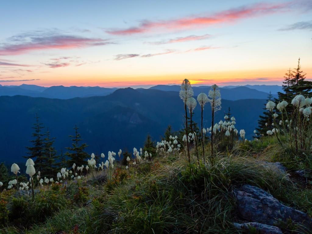 Beautiful view of the sunset from a high lookout with wild flowers in the foreground