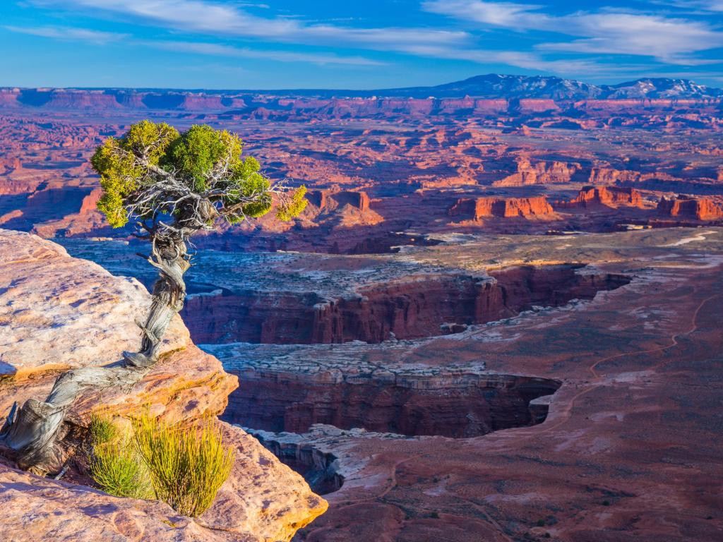Conifer tree growing on the outcrop in Canyonlands National Park in Utah