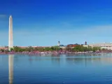 A panorama of the Washington Monument and Thomas Jefferson Memorial, Washington DC with cherry blossoms reflecting the water.