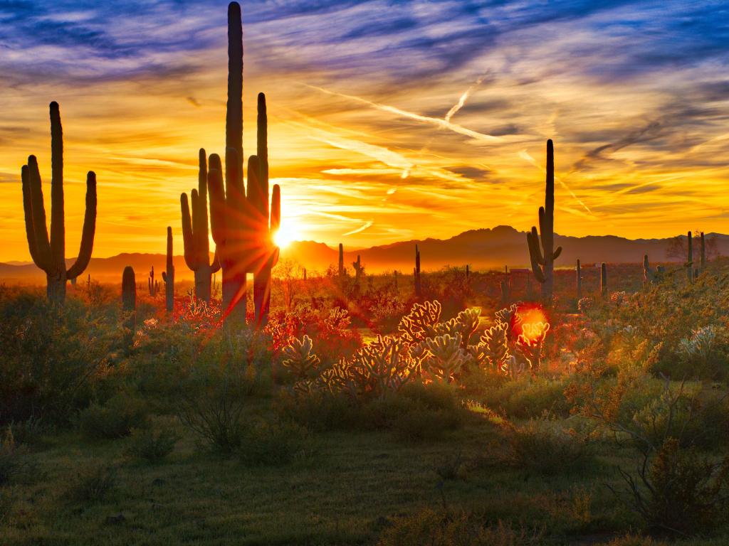 Saguaros at Sunset in Sonoran Desert near Phoenix with sun flare dazzling through the cactus branches