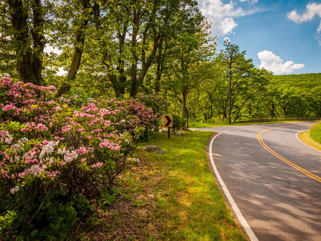 Pink mountain laurel flowers blooming along Skyline Drive on a spring day in Shenandoah National Park