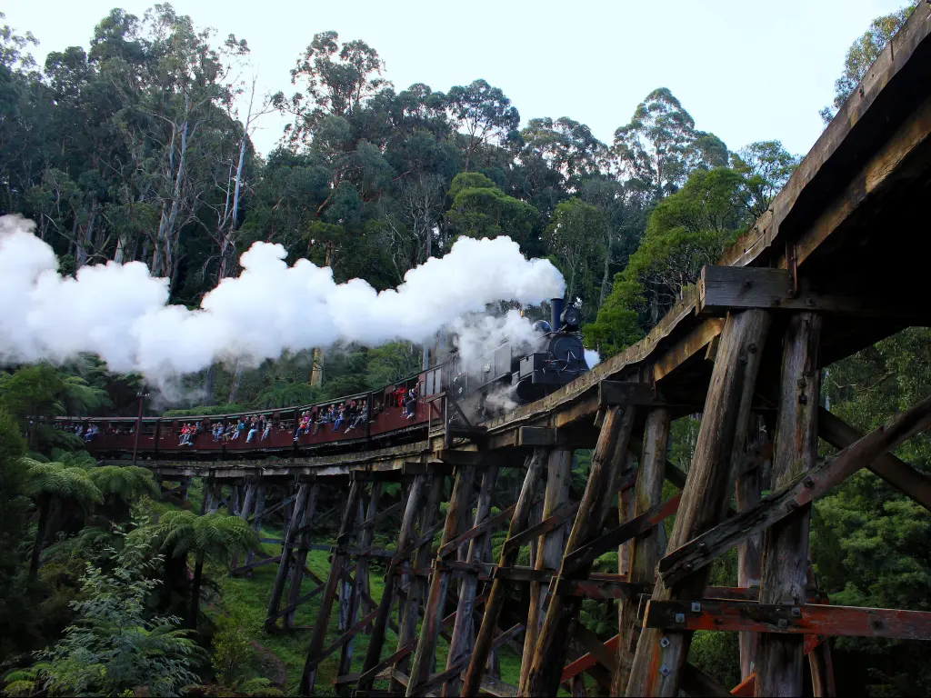 Steam train travels over wooden bridge across a gorge through ferny forest