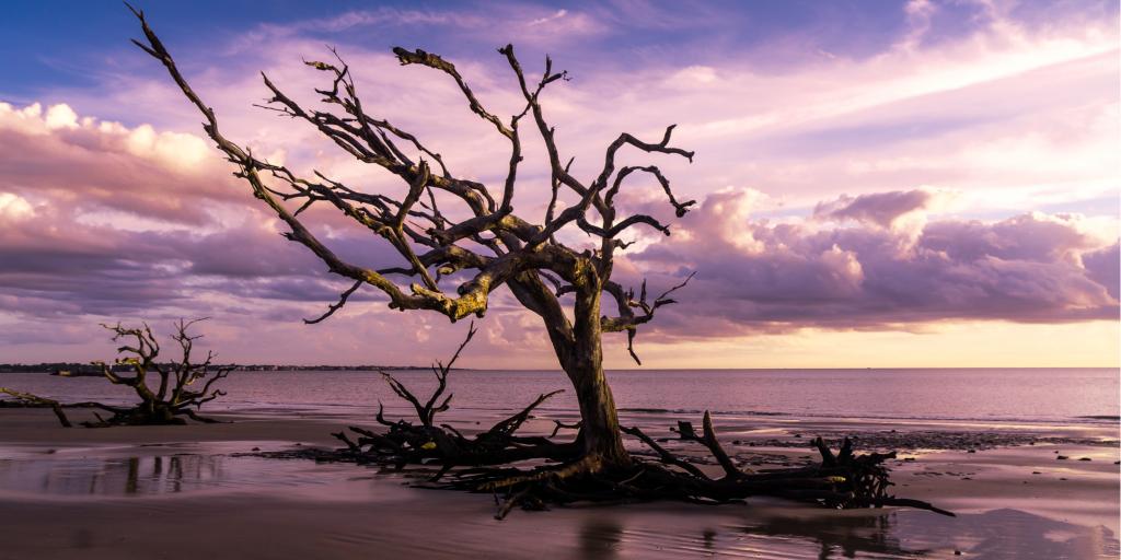 Sunrise view of Driftwood Beach on Jekyll Island, Georgia, with a purple sky