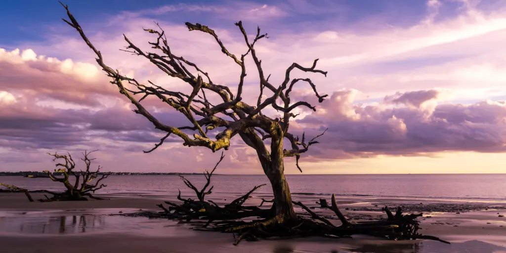 Sunrise view of Driftwood Beach on Jekyll Island, Georgia, with a purple sky