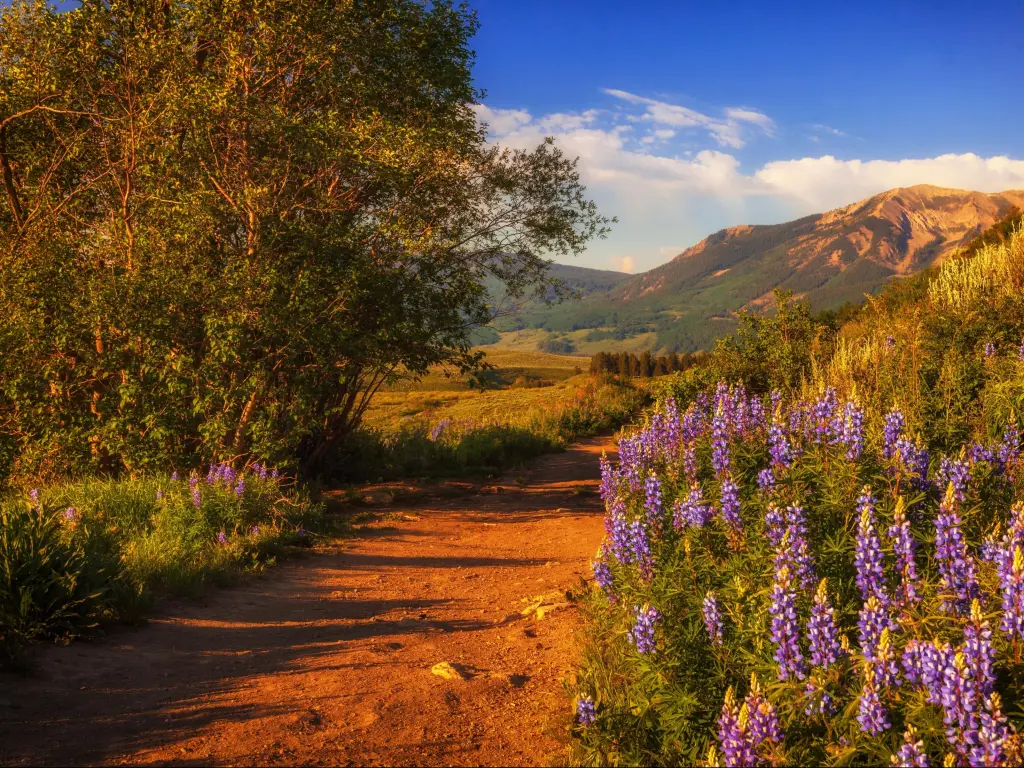 Purple Lupines growing along a red, rocky hiking path near Crested Butte, Colorado