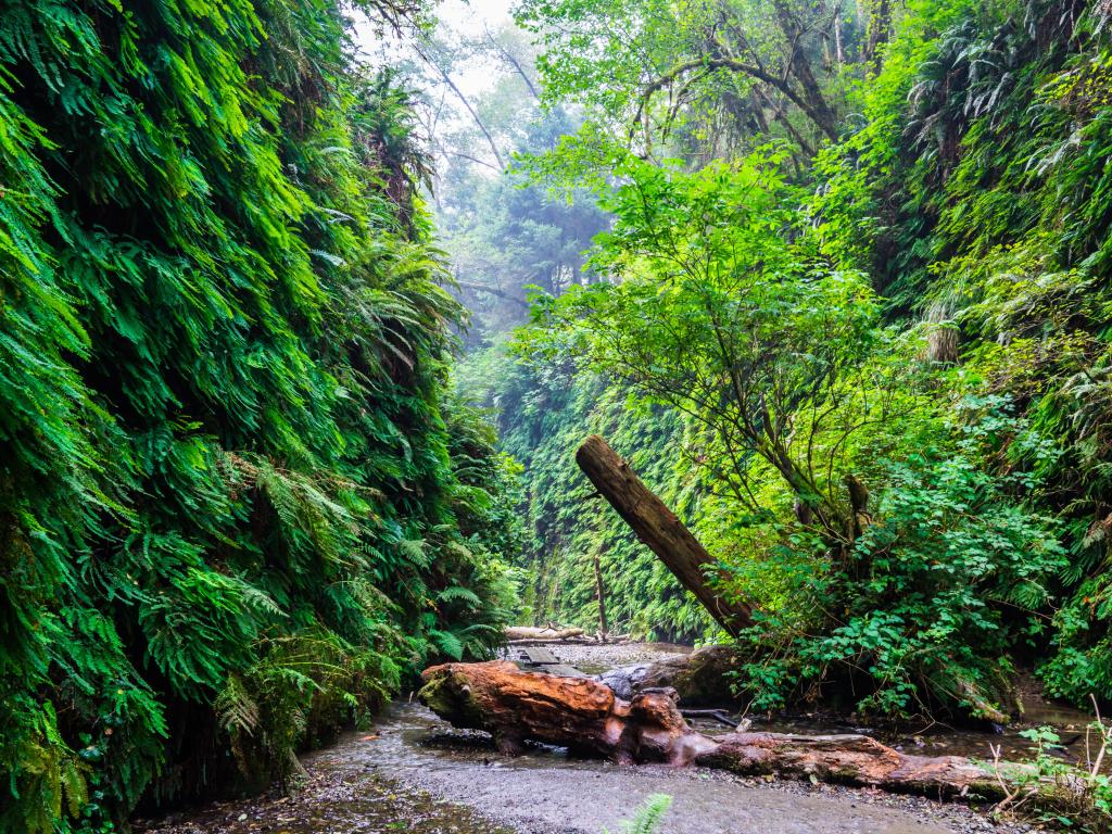 A view of Fern Canyon, with two sides of the canyon covered in green fern, and a fallen tree in the middle