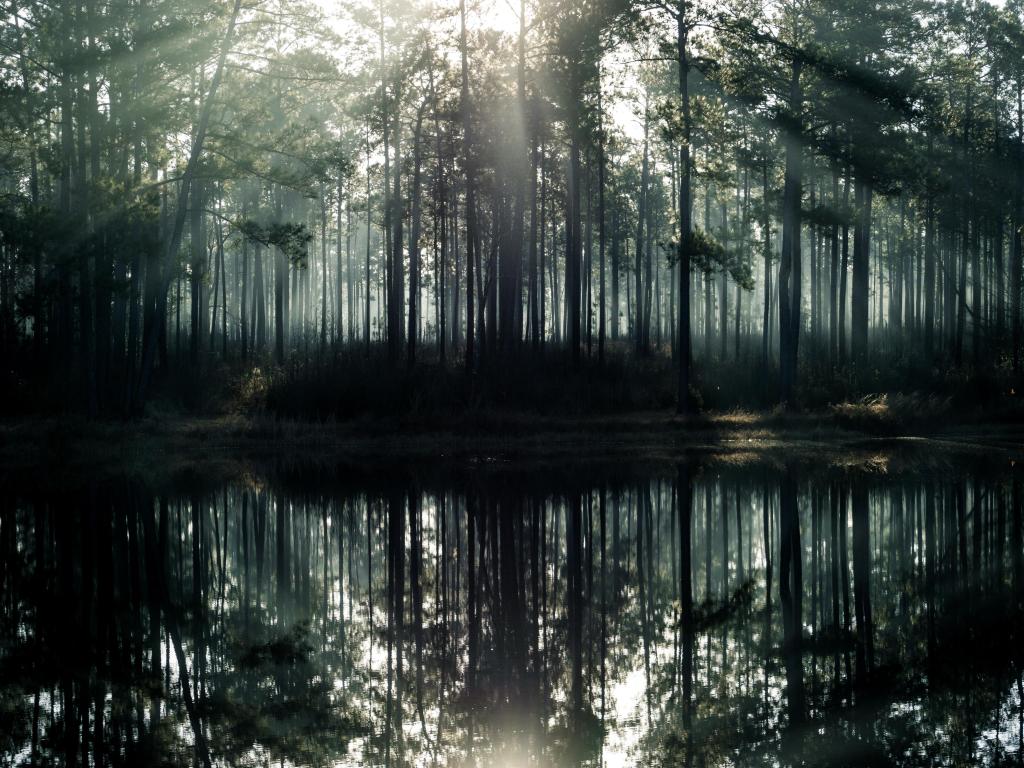 Sunrise over lake with trees on shore reflected in still water and mist rising