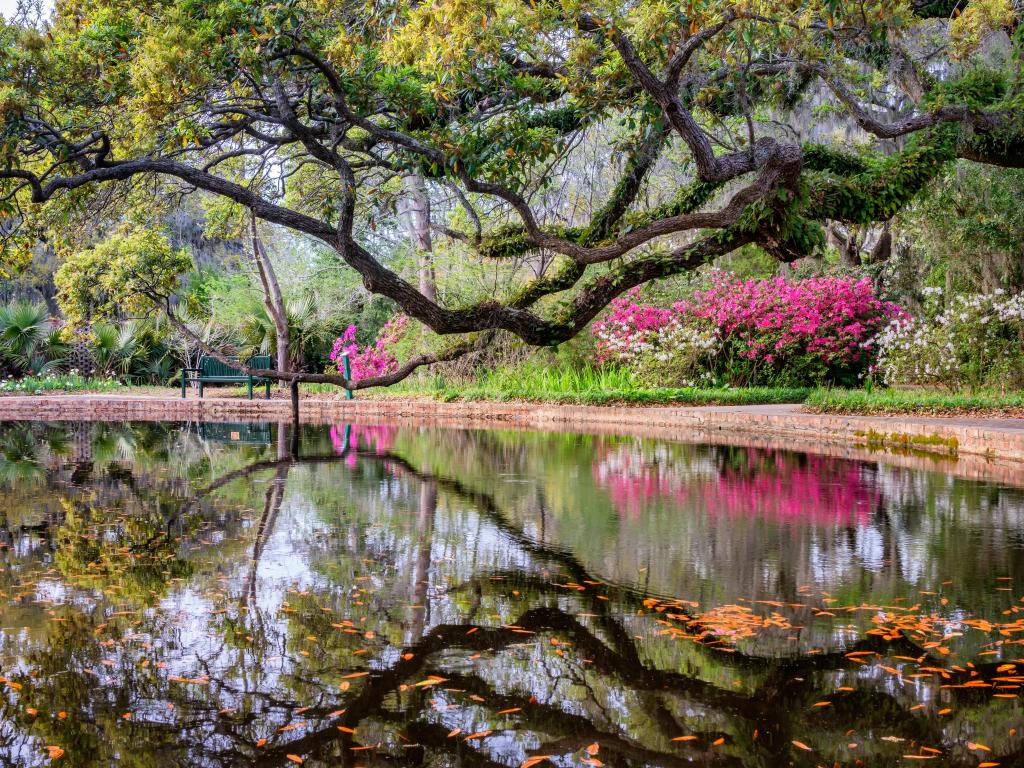 Beautiful flowers and trees in Brookgreen Gardens