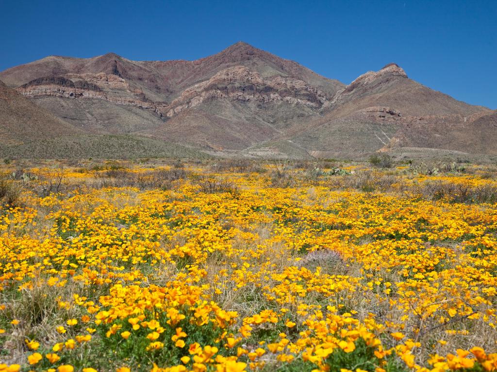 Yellow Mexican Gold Poppies dot the landscape near El Paso, Texas, during springtime, in front of the grey dusty Franklin Mountains