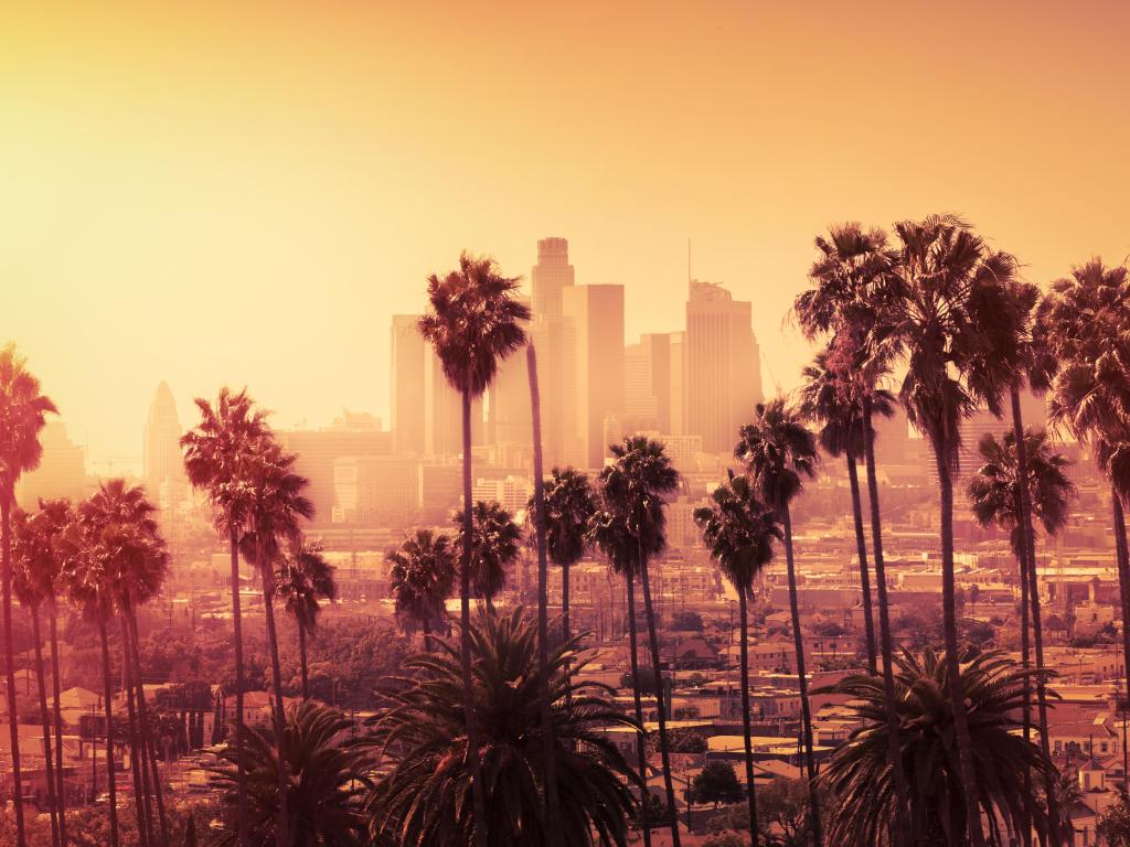 Los Angeles, USA at sunset with palm trees almost as silhouettes in the foreground and the downtown city skyline in the background in yellow hues. 