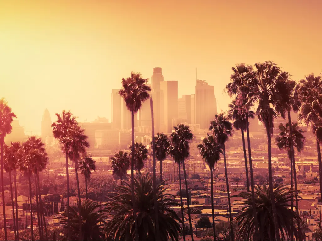 Los Angeles, USA at sunset with palm trees almost as silhouettes in the foreground and the downtown city skyline in the background in yellow hues. 