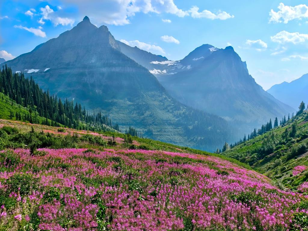 Glacier National Park, Montana, USA with fireweed blooming and the mountains in the distance taken on a sunny day. 