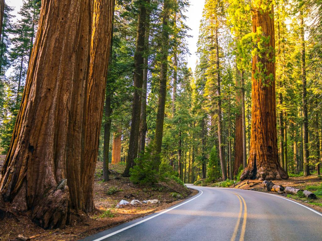Road in Sequoia National Park, California, USA.
