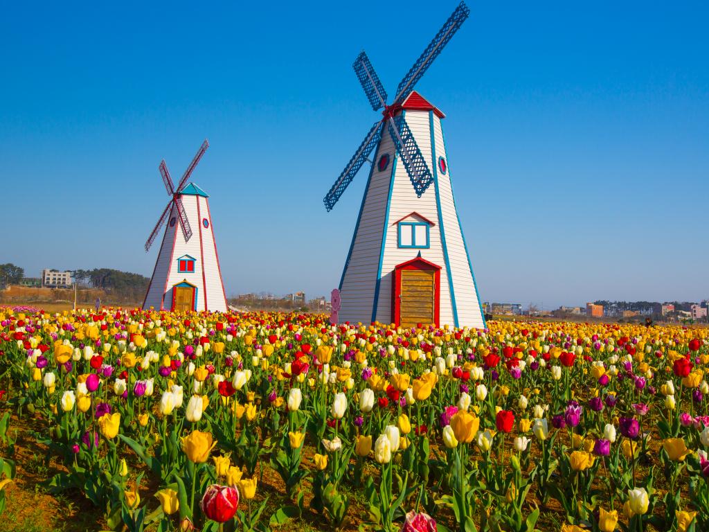 Tulips with windmills in Holland, Michigan