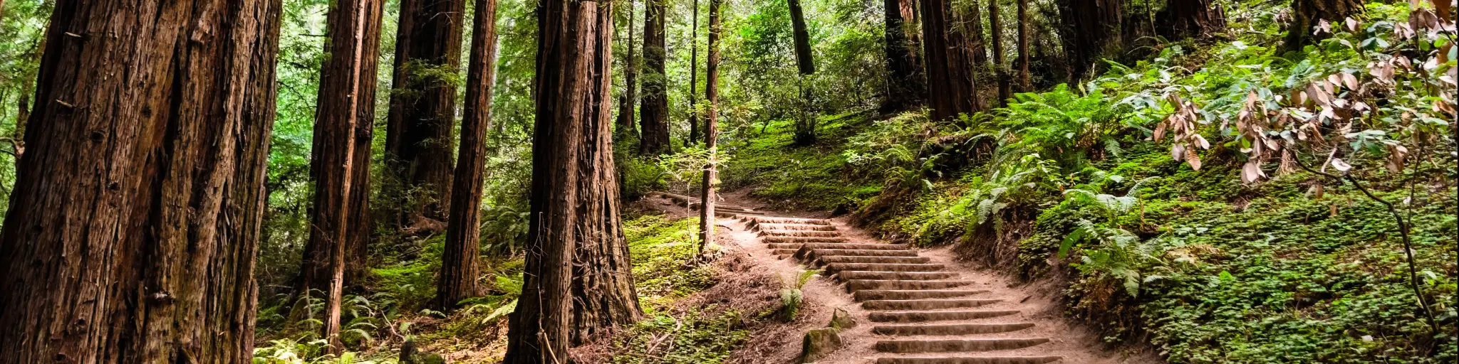 Hiking trail going through redwood forest of Muir Woods National Monument