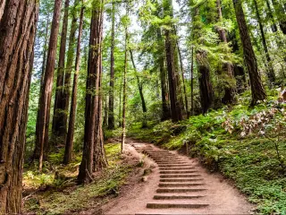Hiking trail going through redwood forest of Muir Woods National Monument