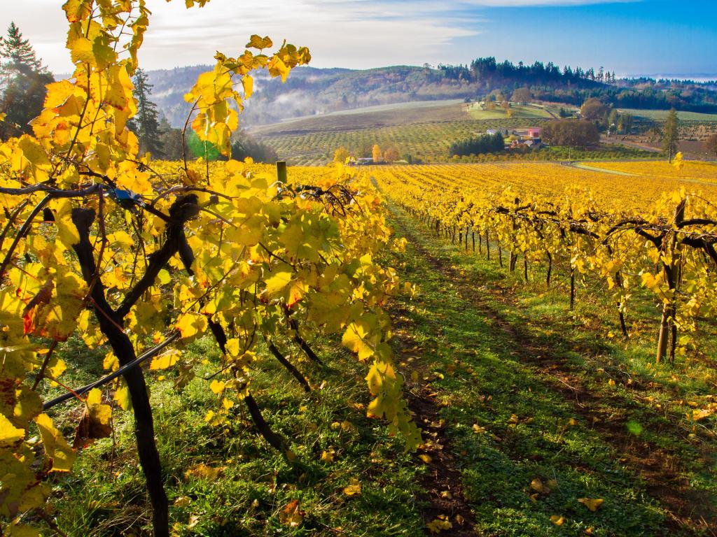 Salem, Oregon with a vineyard in autumn colored leaves in the Willamette Valley in the foreground and hills into the distance on a sunny day.