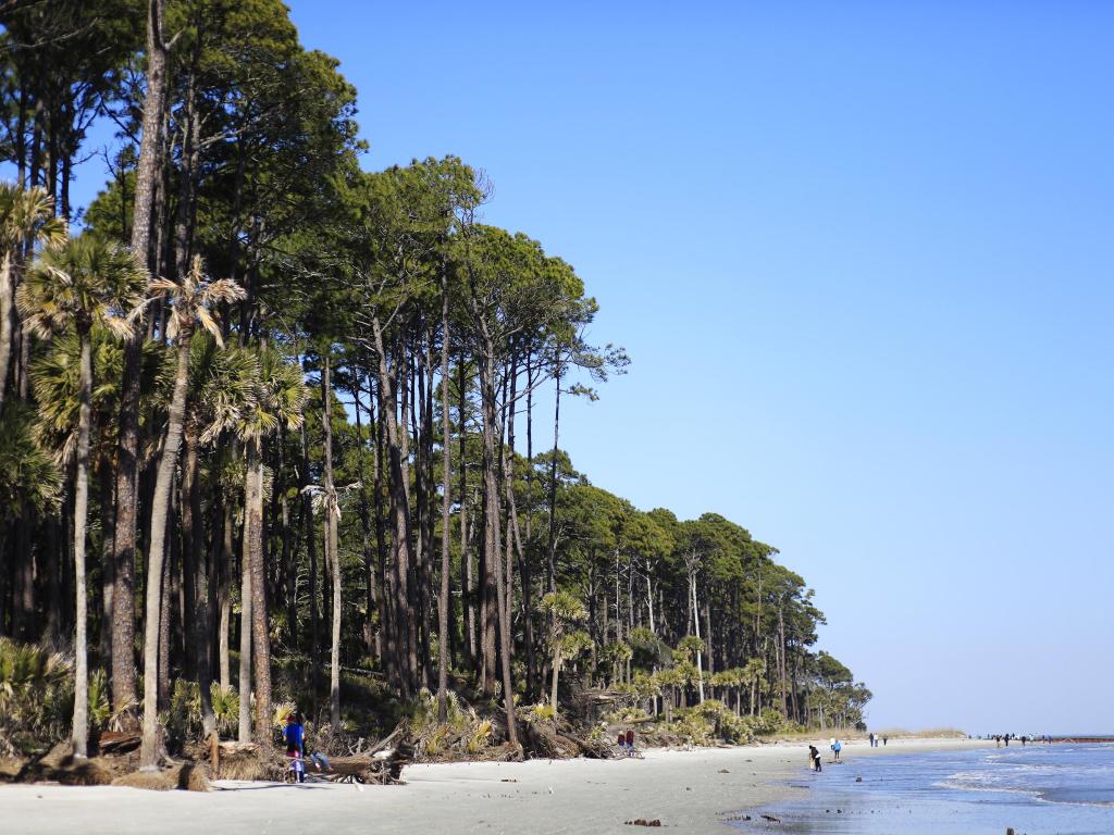 Hunting Island Maritime Forest Coastline