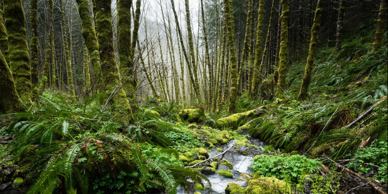 portland-to-tillamook