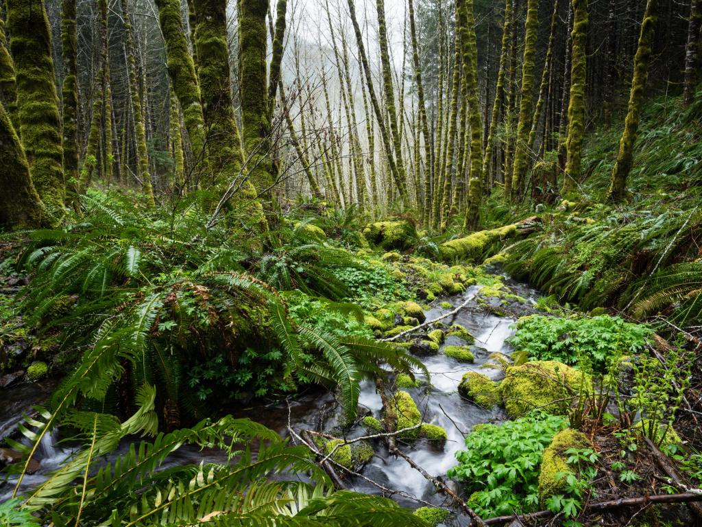 Mossy green vegetation with ferns, slender trees and a stream
