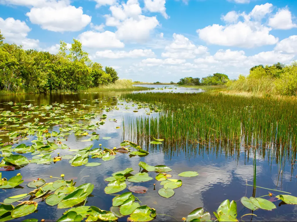 Everglades National Park, Florida, USA with a view of the wetlands on a sunny day.