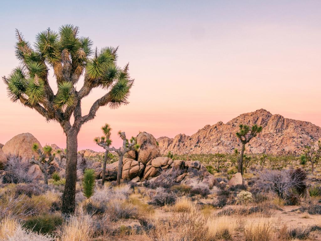 A typical landscape in Joshua Tree National Park with a mix of desert, rocks and Joshua trees.