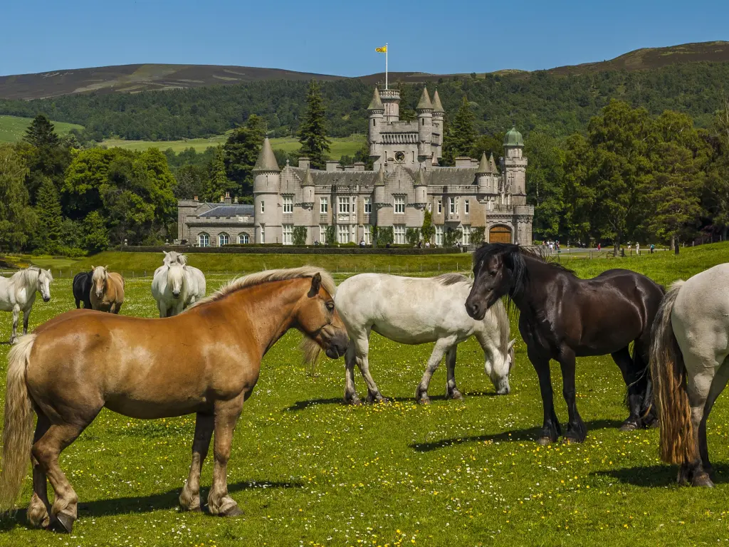 Horses dotted along the landscape in the foreground, near Balmoral Castle, Scotland