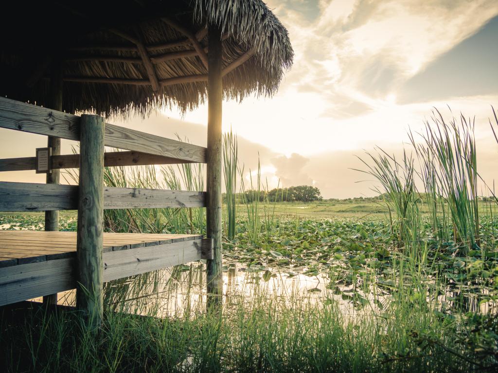 Everglades National Park, Florida at in the sunrise with a wooden platform in the foreground overlooking waters covered with green plants.