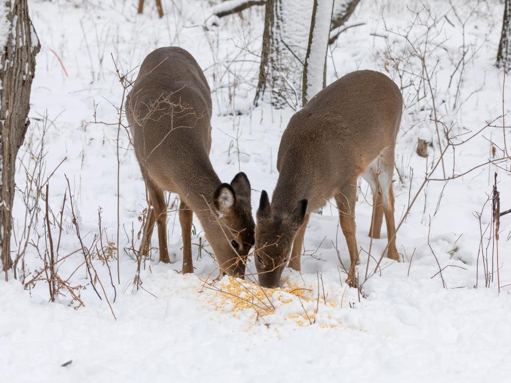 White-tailed deer in the snowy forest. Scene from Wisconsin state park.
