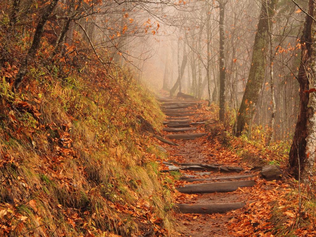 A foggy Appalachian Trail in the fall at Newfound Gap in Great Smoky Mountains National Park