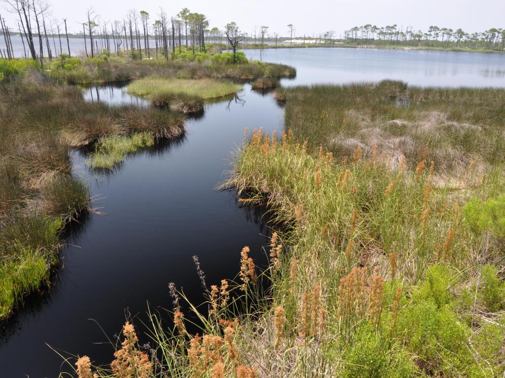 View across the lush forests and wetlands at Bon Secour National Wildlife Refuge in Gulf Shores, Alabama