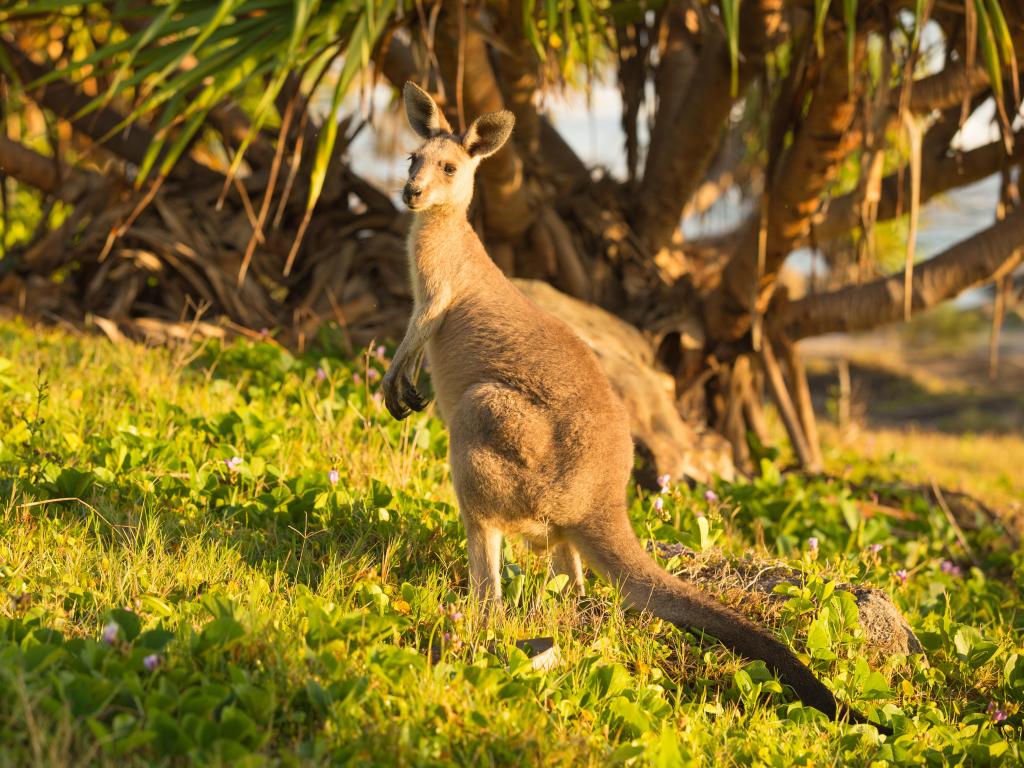 Kangaroo in Bundjalung National Park, Australia