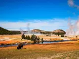 A bison grazing on yellow grass with geysers shooting in the sky in the background