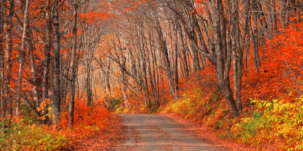 A road through Jacques-Cartier Park with orange autumn leaves