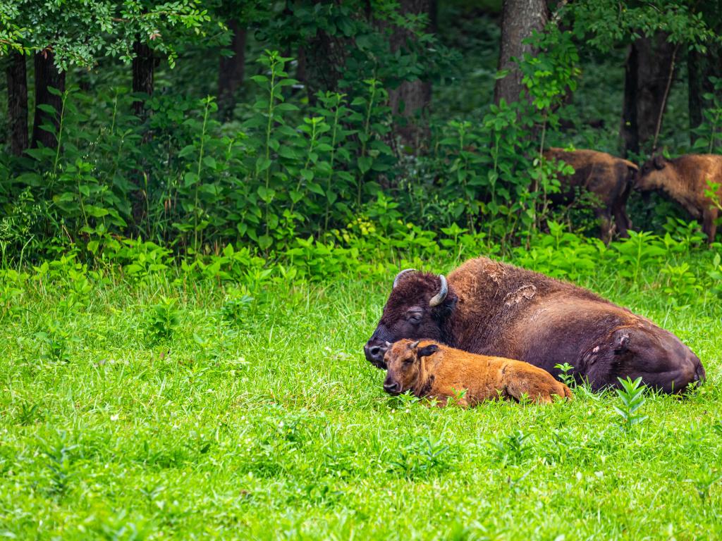 Land Between the Lakes National Recreation Area, Kentucky, USA with a member of a managed herd of Bison in the Elk and Bison Prairie at the Land Between the Lakes National Recreation Area in Kentucky.