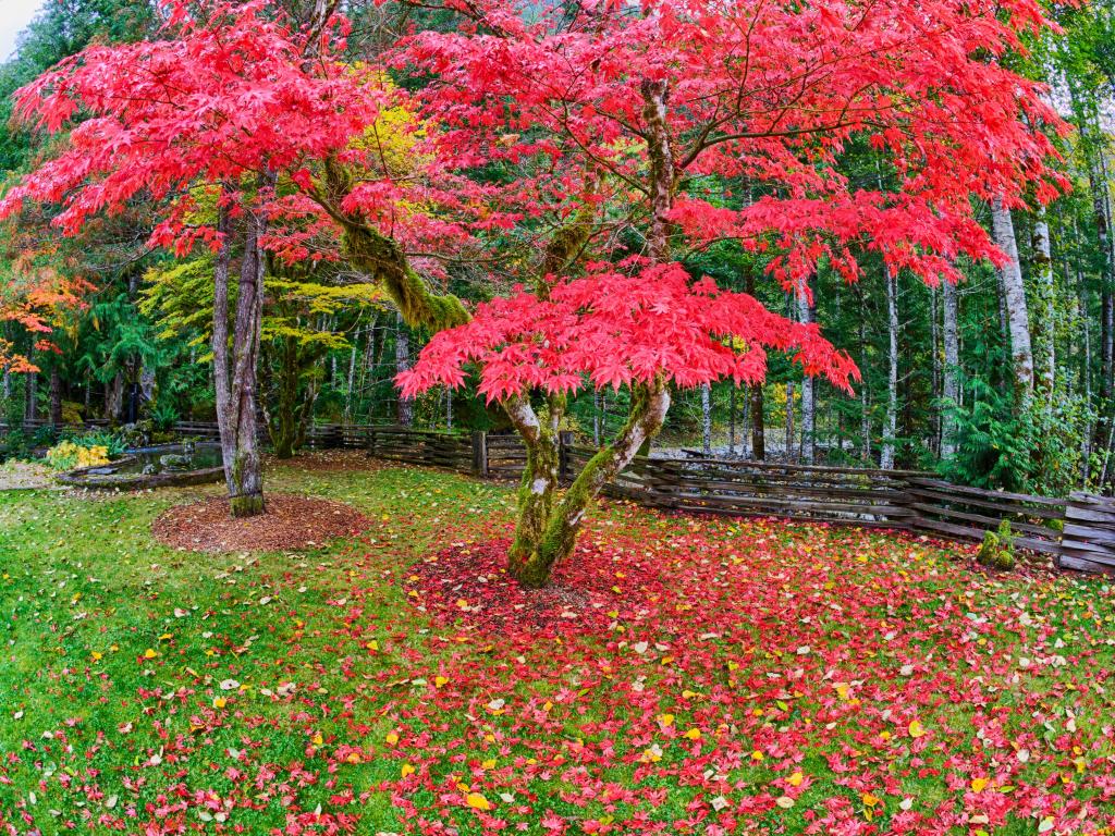 Red Vine Maple during an overcast autumn day