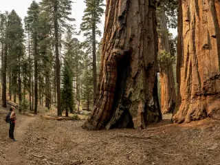 Woman Stops to Look Up At A Grouping of Sequoia Trees in Yosemite National Park