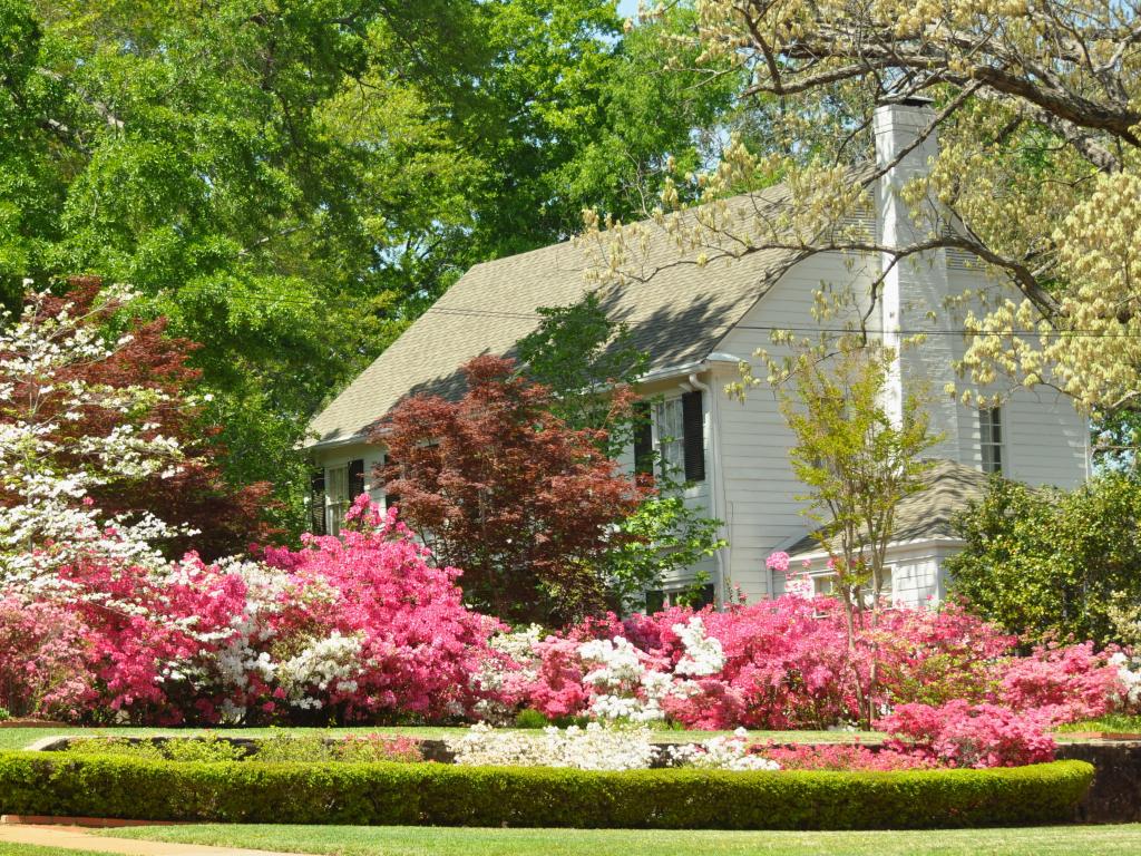 The bright colored azalea bushes in the Azalea Trails in Tyler, Texas.