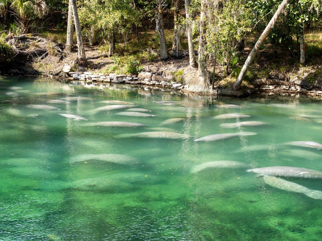 A herd of Florida Manatee swimming in the crystal-clear spring water