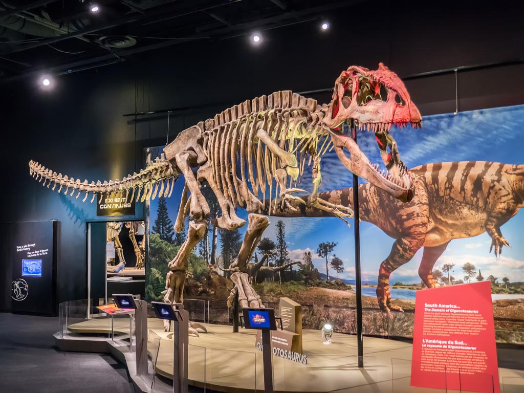 Giganotosaurus dinosaur skeleton at the Perot Museum of Nature and Science in Dallas